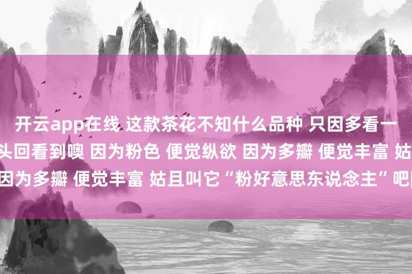 开云app在线 这款茶花不知什么品种 只因多看一眼 便被它诱导了 亦然头回看到噢 因为粉色 便觉纵欲 因为多瓣 便觉丰富 姑且叫它“粉好意思东说念主”吧[玫瑰]