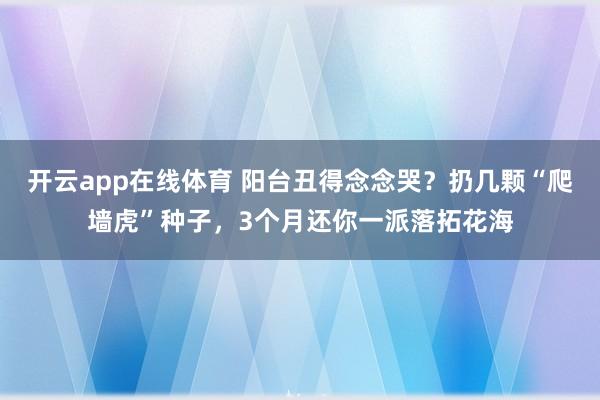 开云app在线体育 阳台丑得念念哭？扔几颗“爬墙虎”种子，3个月还你一派落拓花海